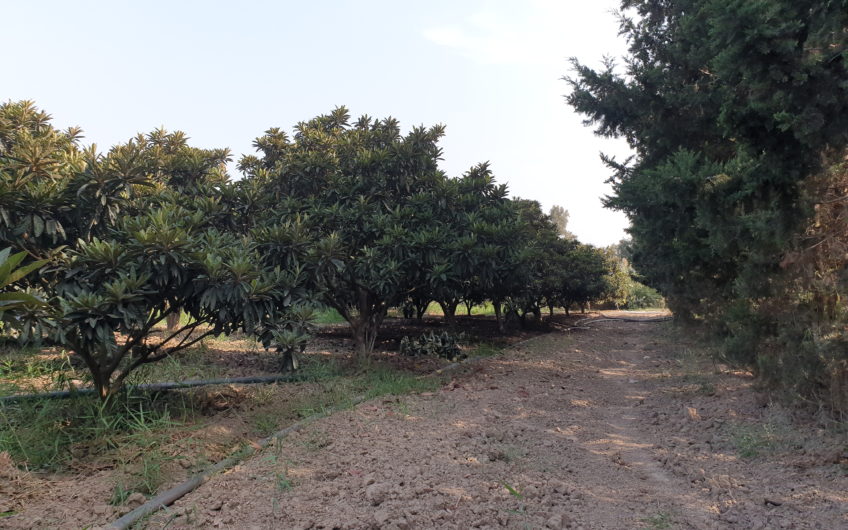 Vente Terrain Koléa Tipaza
